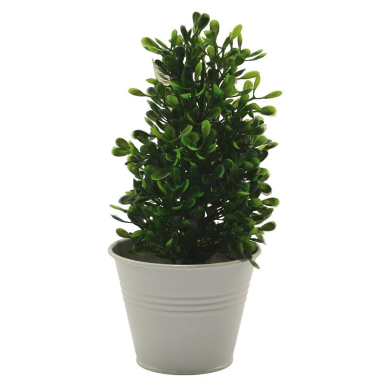 Kwiat Bukszpan w doniczce 22cm 19.7330